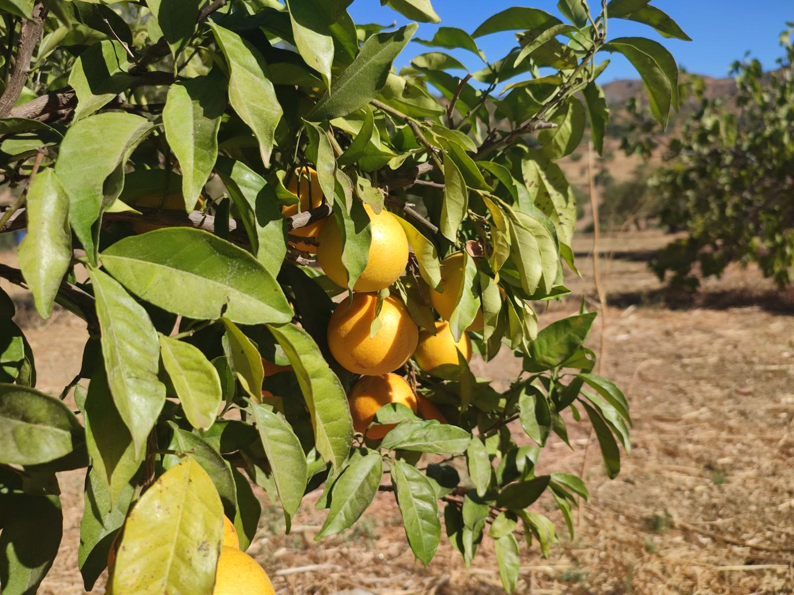 12,000 m² Rustic Plot for Sale in Casarabonela, Málaga – Olive Trees, Water & Panoramic Views